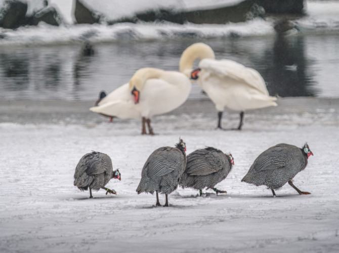 Perličky na zamrznutom jazere