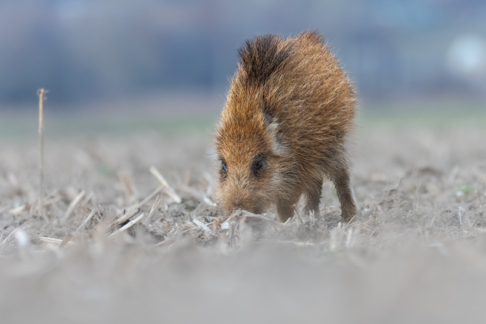 diviak lesný, The wild boar (Sus scrofa)