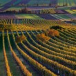 Vinice