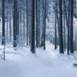 Through the forest