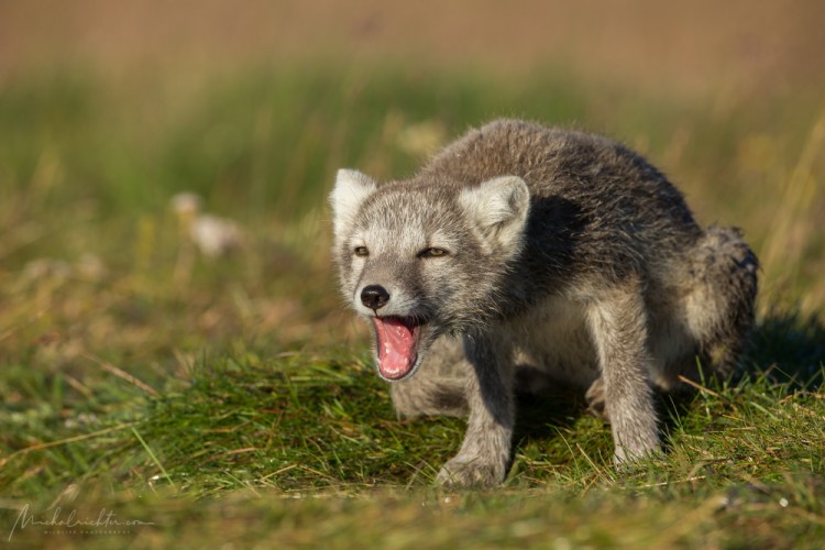 Vulpes lagopus (líška polárna)