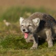 Vulpes lagopus (líška polárna)