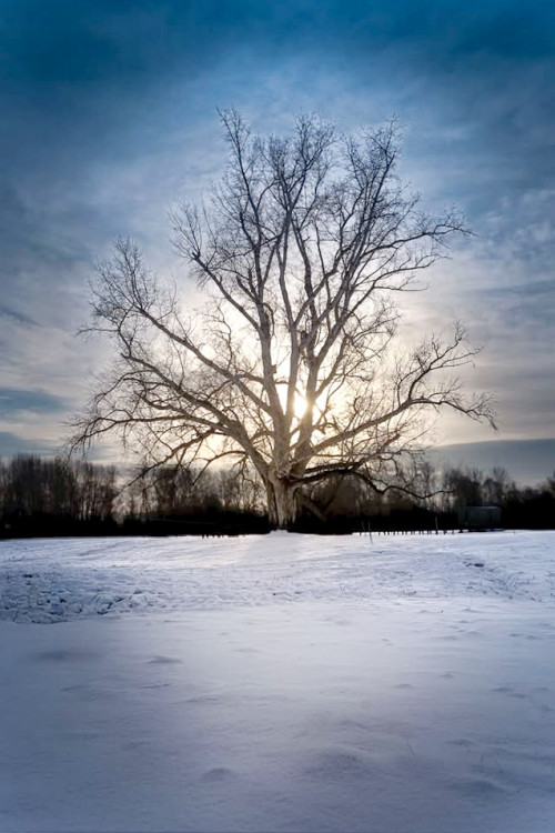 Ranné lúče v korune stromu