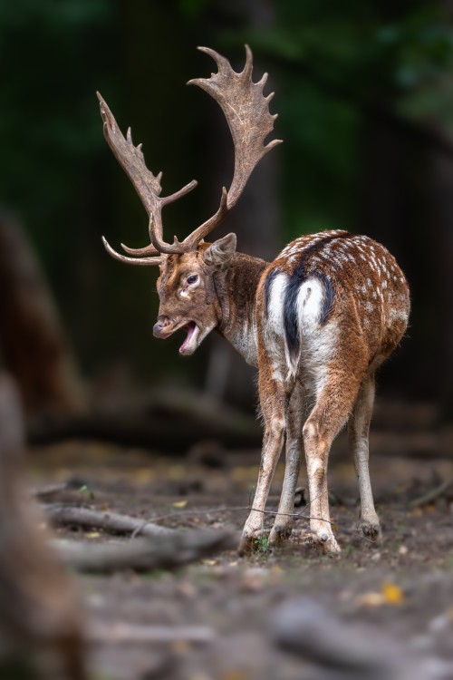 Daniel škvrnitý, The fallow deer (Dama dama)