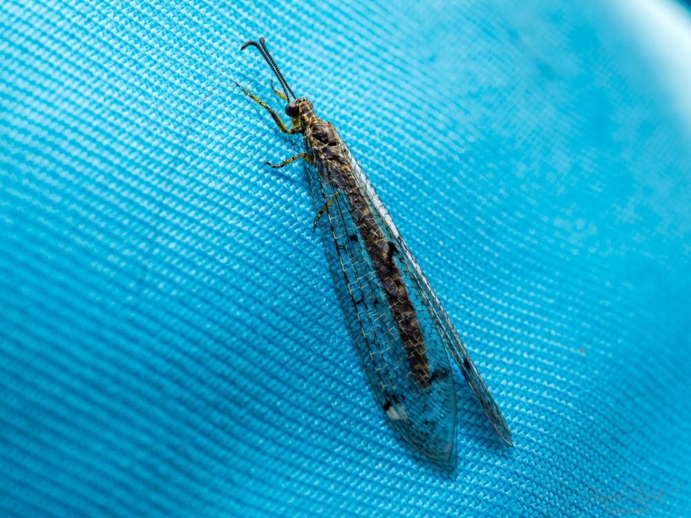 Mravcolev