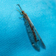 Mravcolev