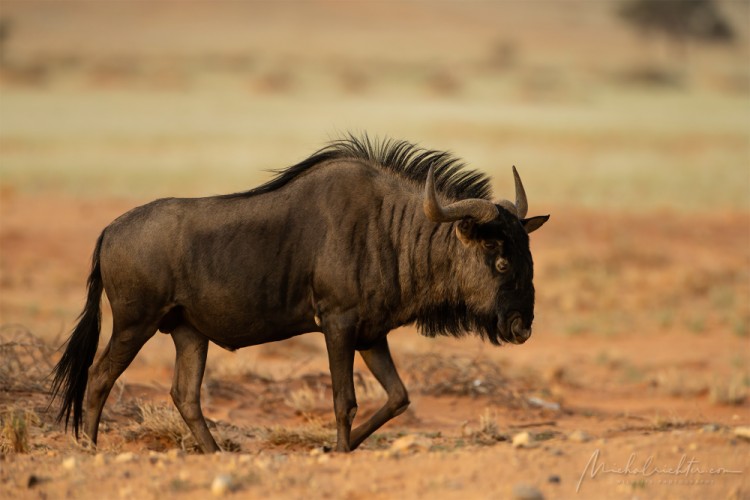 Connochaetes taurinus (pakôň modrý)