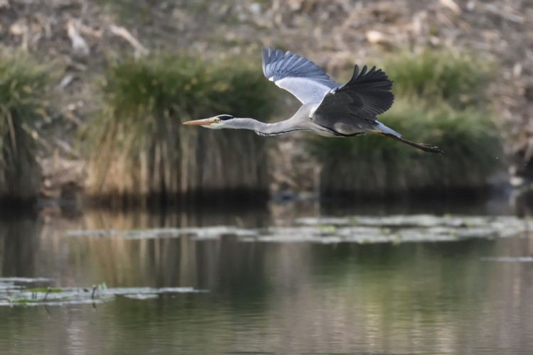 Ardea cinerea