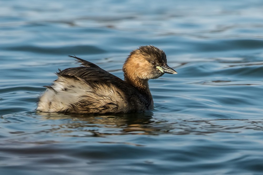 Potápka malá (Tachybaptus ruficollis)