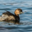 Potápka malá (Tachybaptus ruficollis)