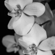 Orchidea