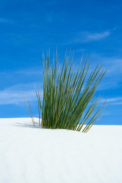 White Sands / New Mexico