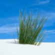 White Sands / New Mexico