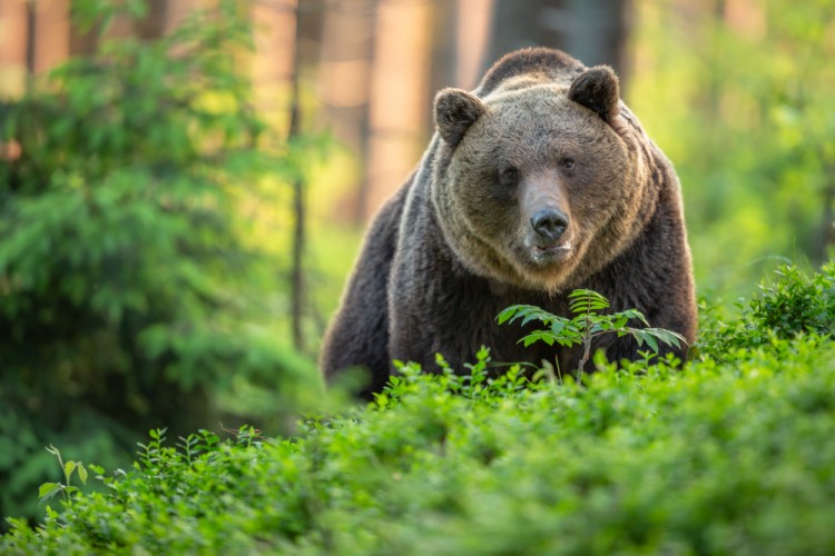 medveď hnedý (Ursus arctos)