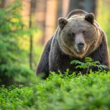 medveď hnedý (Ursus arctos)
