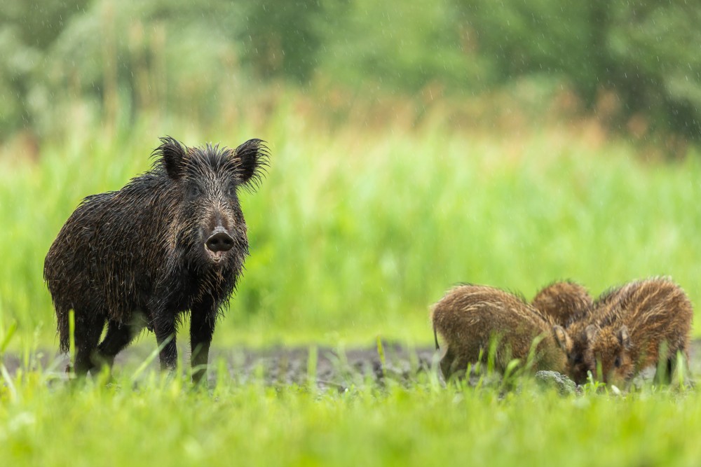 Diviak lesný, The wild boar (Sus scrofa)