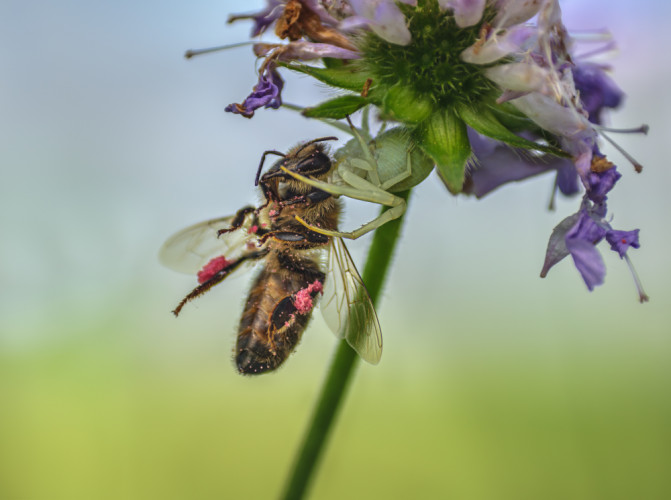 Kvetárik dvojtvarý (Misumena vatia) s korisťou