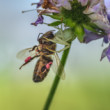 Kvetárik dvojtvarý (Misumena vatia) s korisťou