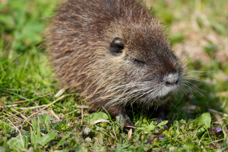 Nutria