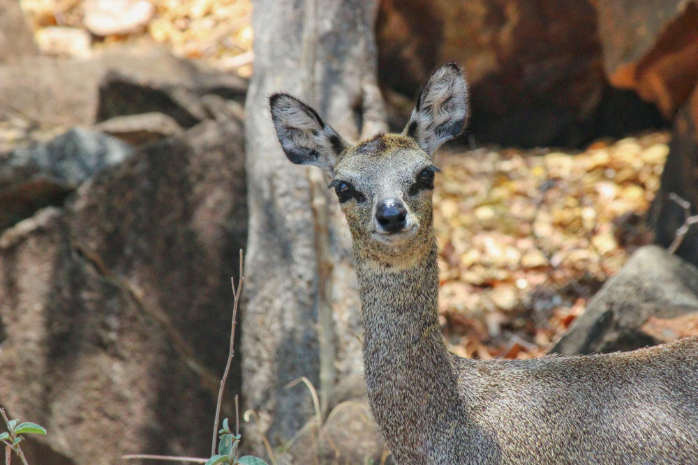 Klipspringer