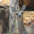 Klipspringer