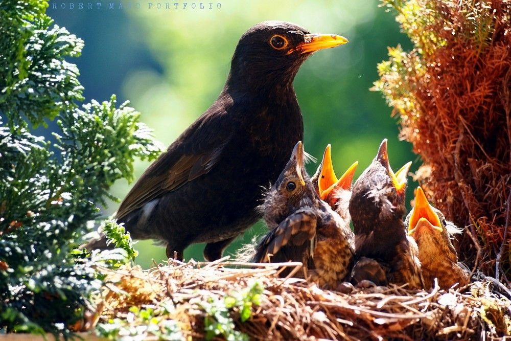 Drozd čierny (Turdus merula)