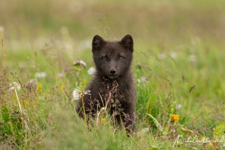 Vulpes lagopus (líška polárna)