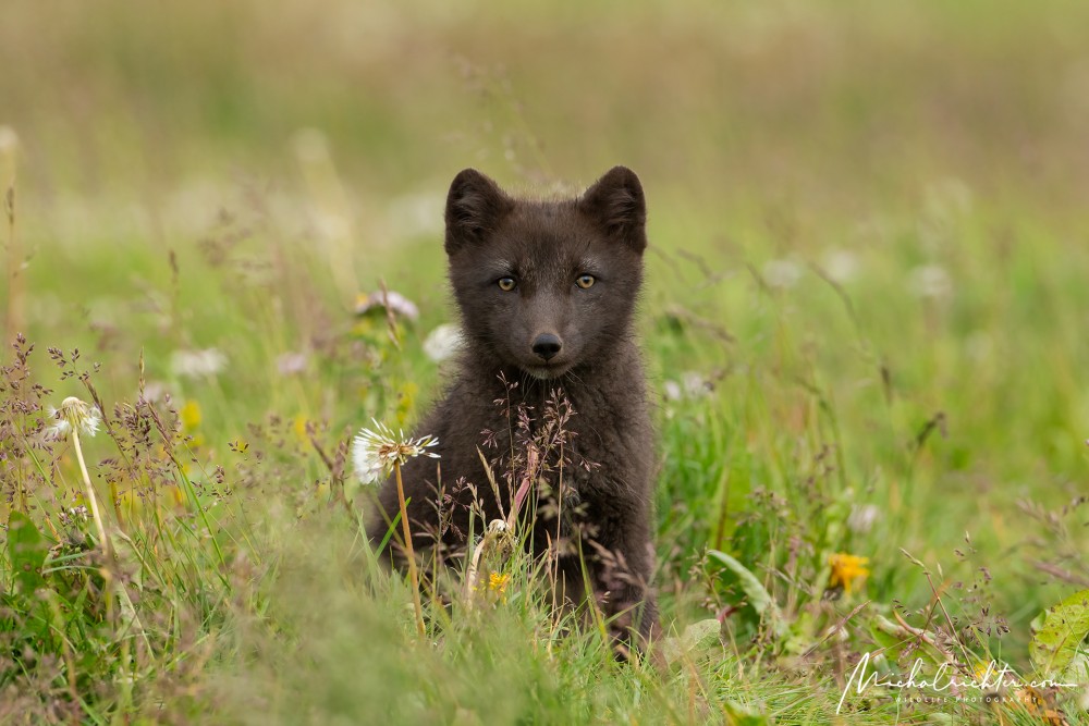 Vulpes lagopus (líška polárna)