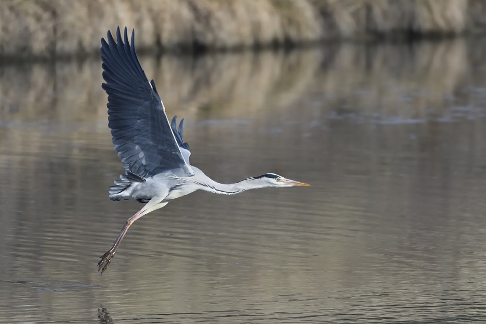 Ardea cinerea