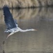 Ardea cinerea