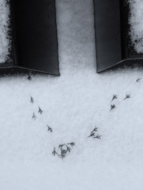 Stopy v snehu 1