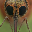 Curculio glandium