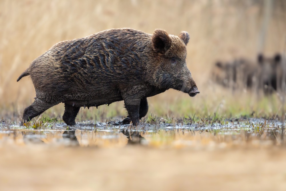 Diviak lesný, The wild boar (Sus scrofa)