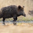 Diviak lesný, The wild boar (Sus scrofa)