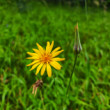 Arnica