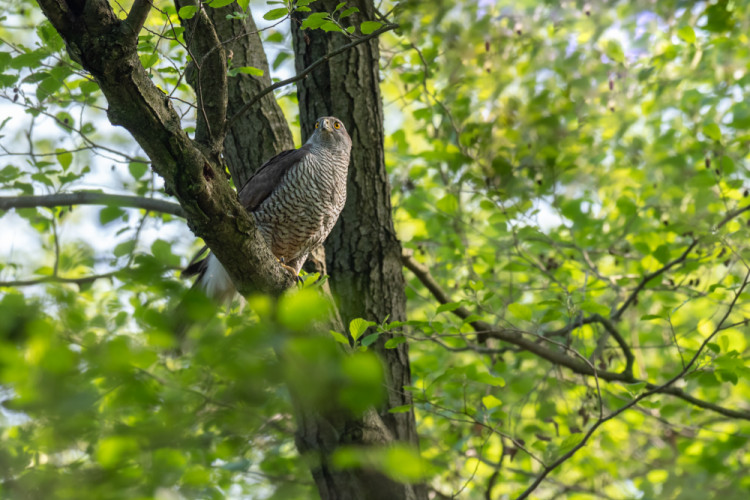 jastrab veľký, The northern goshawk (Accipiter gentilis)