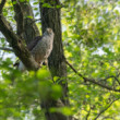 jastrab veľký, The northern goshawk (Accipiter gentilis)