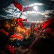 Sunset on the leaf