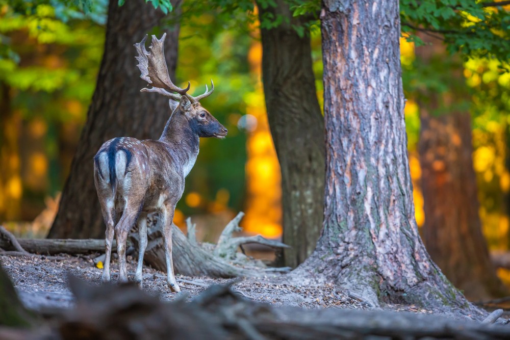 Daniel škvrnitý, Fallow deer (Dama dama)