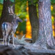 Daniel škvrnitý, Fallow deer (Dama dama)