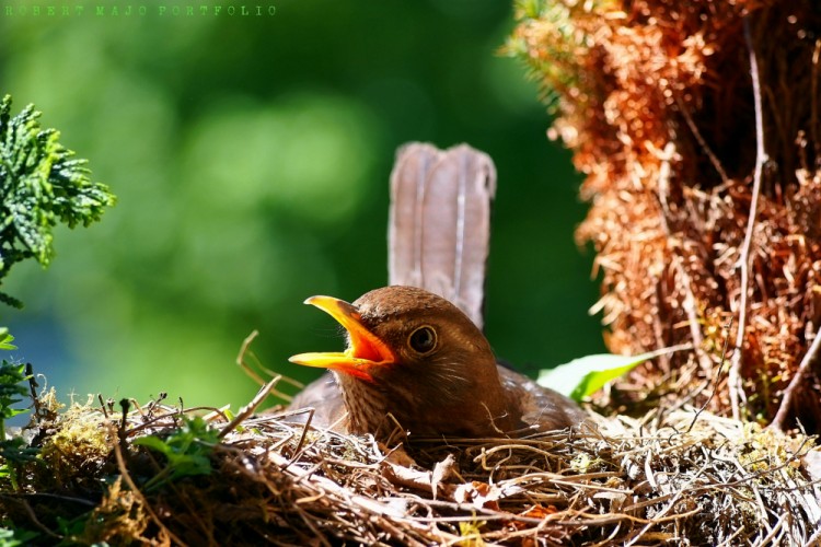 Drozd čierny (Turdus merula)