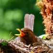 Drozd čierny (Turdus merula)