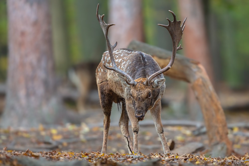 Daniel škvrnitý, The fallow deer (Dama dama)