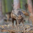 Daniel škvrnitý, The fallow deer (Dama dama)