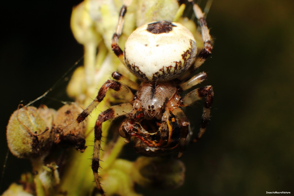 Araneus Marmoreus