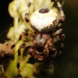 Araneus Marmoreus