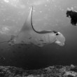 Manta Point