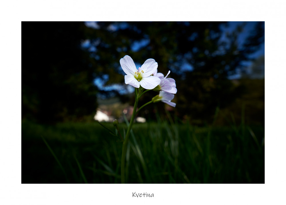 Kvetina