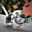 Dialog