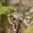 oriešok hnedý Troglodytes troglodytes